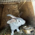 Мясо кролика