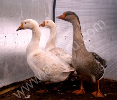 Гуси живые