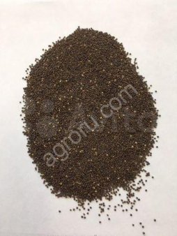 Шалфей лекарственный, мускатный