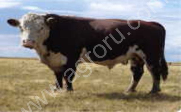 Телки Казахской белоголовой породы