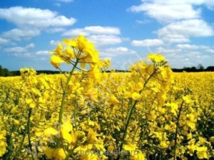 Жмых рапсовый горячего отжима