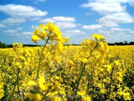 Жмых рапсовый горячего отжима