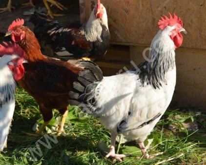 Петухи на племя породы Суссекс, Род-Айленд