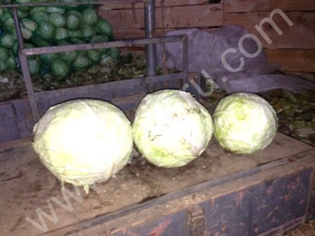 капуста белокочанная