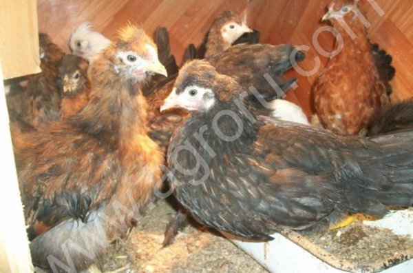 Карликовые куры и петушки