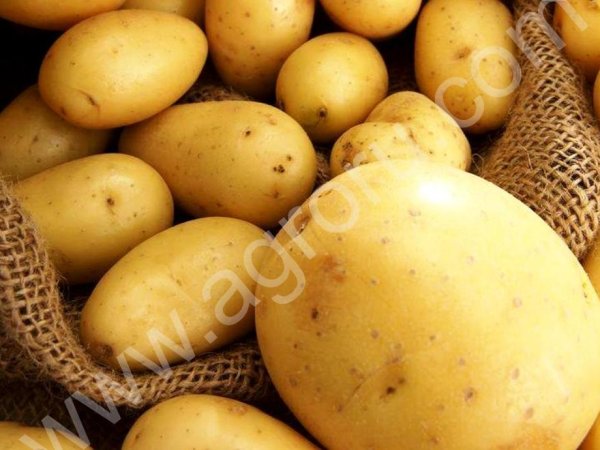 Картофель оптом