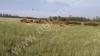 Бурятская аборигенная