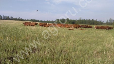 Бурятская аборигенная