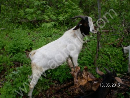 Бурские козы