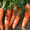 Морковь (шансон,олимпия от 20 см)