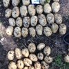 Молодой картофель оптом
