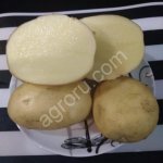 Картофель Ред Скарлет