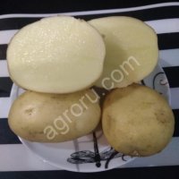Картофель Ред Скарлет