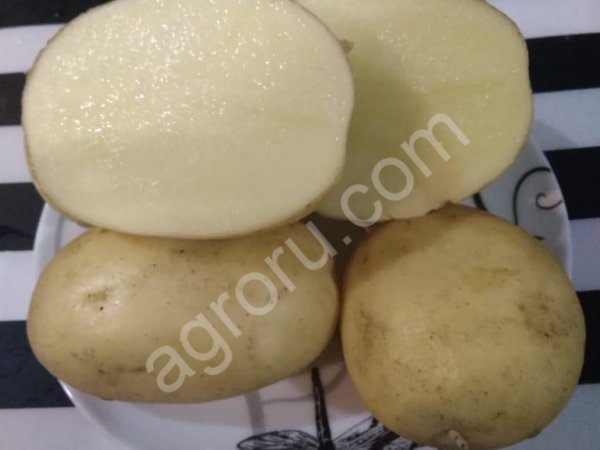 Картофель Ред Скарлет