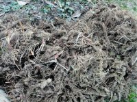 Ирис болотный (касатик)