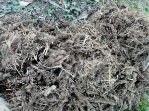 Ирис болотный (касатик)