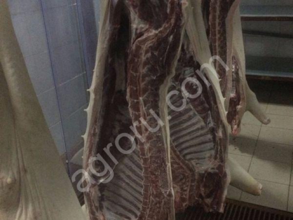 Свиньи 3-4 категории (Свиноматки)