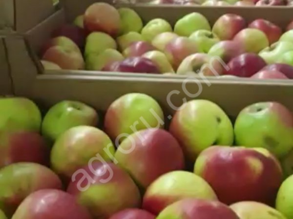 Яблоки Красные