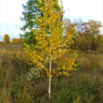 Саженцы лиственных деревьев