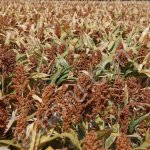 Семена просо