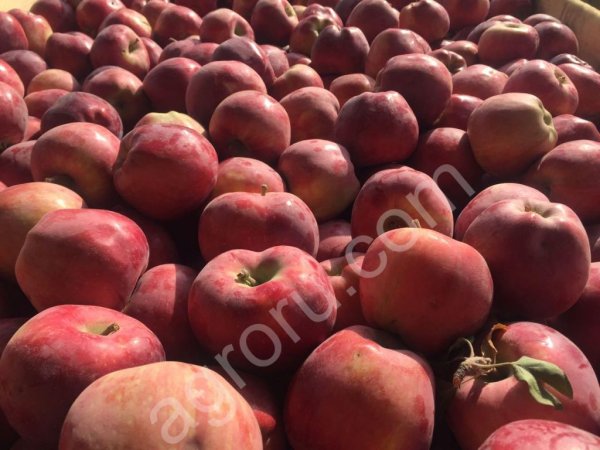 Яблоки с собственных садов в Алматинской области