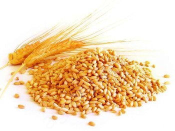 <span>пшеница</span>