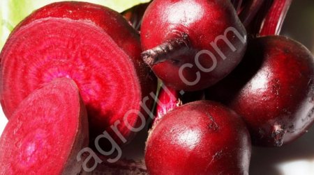 свекла оптом