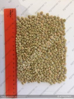 Чечевица зелёная тарелочная 6 + (оптом)