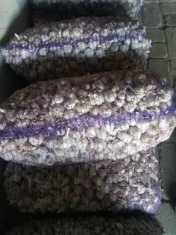 Чеснок любаша