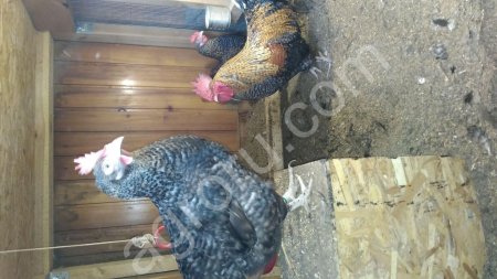 Инкубационное яйцо, цыплята, петухи элитных пород