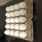 Яйцо Куриное. Всех Категорий