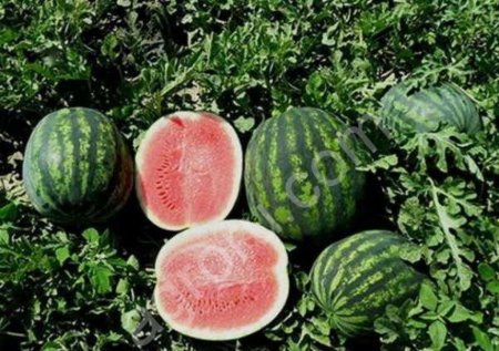 Семена Арбуз Романза F1 (1000шт) SG