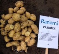 Семенной картофель Раноми