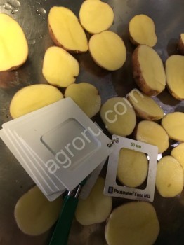 Картофель оптом от производителя, урожай 2019 года