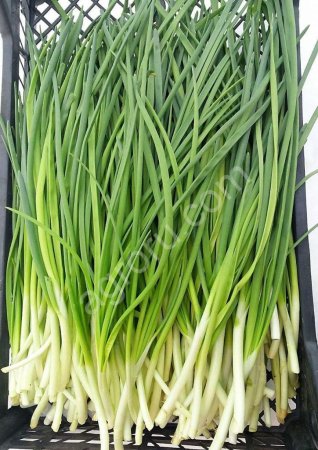 Зелёный лук