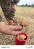 Сушеные белые грибы и подосиновики