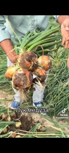 Сорт медуза лук и каоба