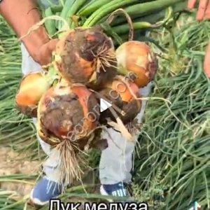 Сорт медуза лук и каоба