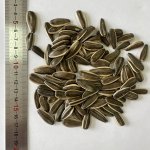 Черная семечка