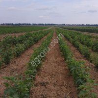 Саженцы смородины