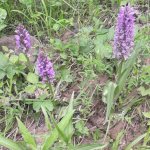 Травы Кыргызстана оптом ятрышник корень Шиповник радиолак розовая корень бесмнртник