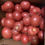 Томат розарио