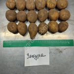 Картофель семенной