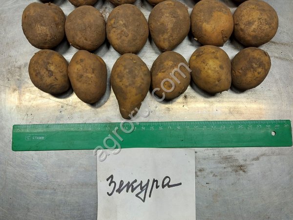 Картофель семенной