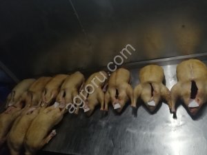 Мясо утки домашней