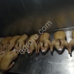 Мясо утки домашней