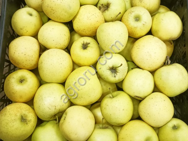 Яблоки оптом