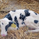 Племенные бычки/телята Голштинской породы