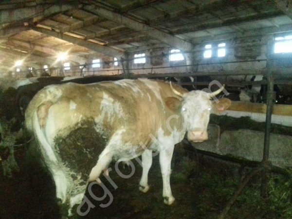 КРС коровы, КРС телки, КРС выбракованные коровы на убой, КРС Быки