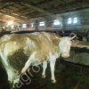 КРС коровы, КРС телки, КРС выбракованные коровы на убой, КРС Быки